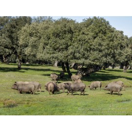 Jambon ibérique cebo campo 50% Huelva, Andalucía / Jamón Ibérico de cebo campo 50%