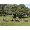 Jambon ibérique cebo campo 50% Huelva, Andalucía / Jamón Ibérico de cebo campo 50%