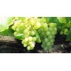 Arroyo Verdejo 2019-2020