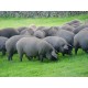 Epaule ibérique cebo 50% / Paletilla ibérica cebo 50%