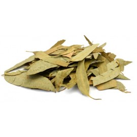 Feuilles d'eucalyptus séchées / Hojas de eucalipto