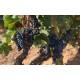 Vin rouge Alba En Ribera, Desde Zero