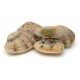 Vongoles natures (Almejas al natural) 20 / 25