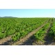 Cava Lácrima Baccus Brut Reserva